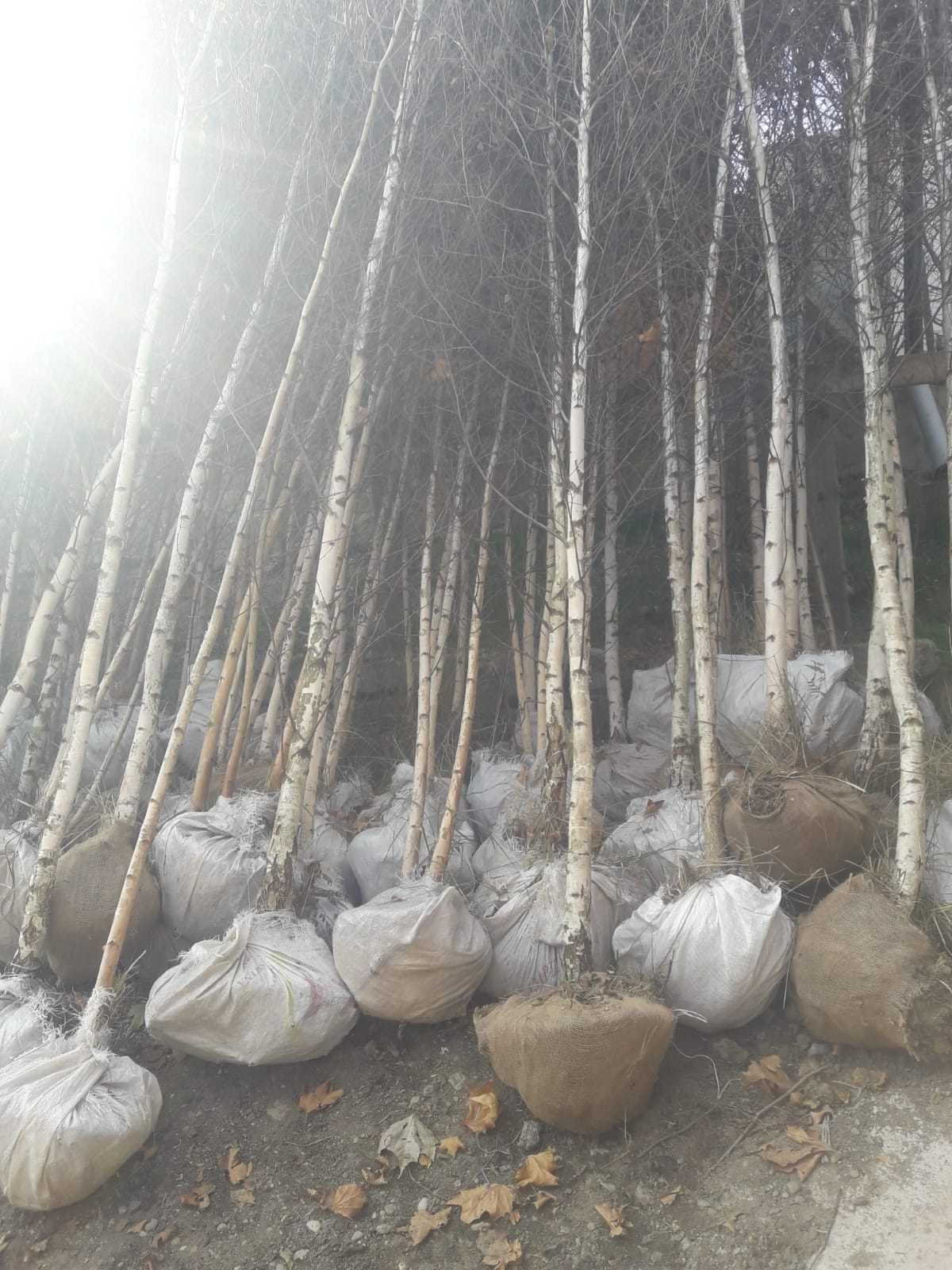 Vând tuia leylandi, columnaris, brazi, mesteacăn