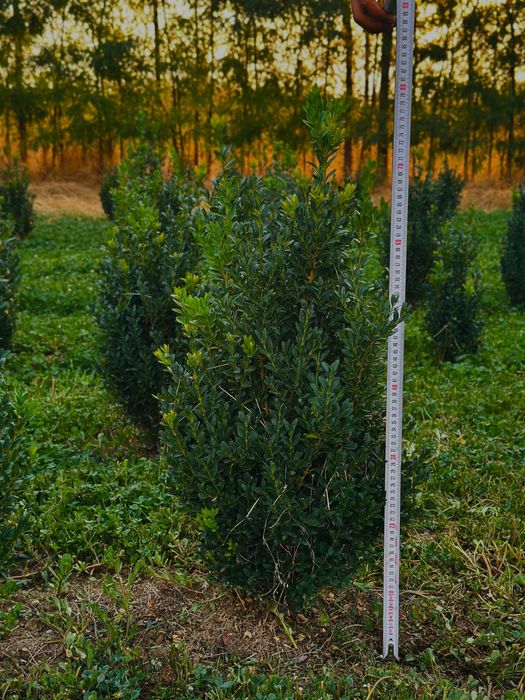 Buxus