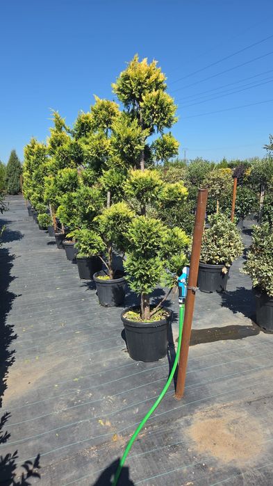 Tuia leylandy .pon pon.mesteacan