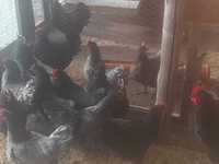 Oua pentru incubat  găini Australorp culoare negru și albastru