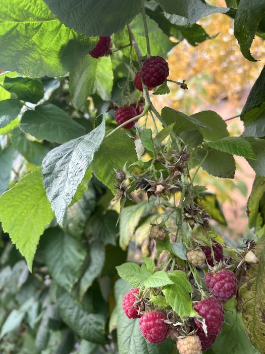 Zmeura polka din gradina