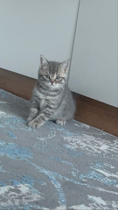 Котик шотланский прямоухий