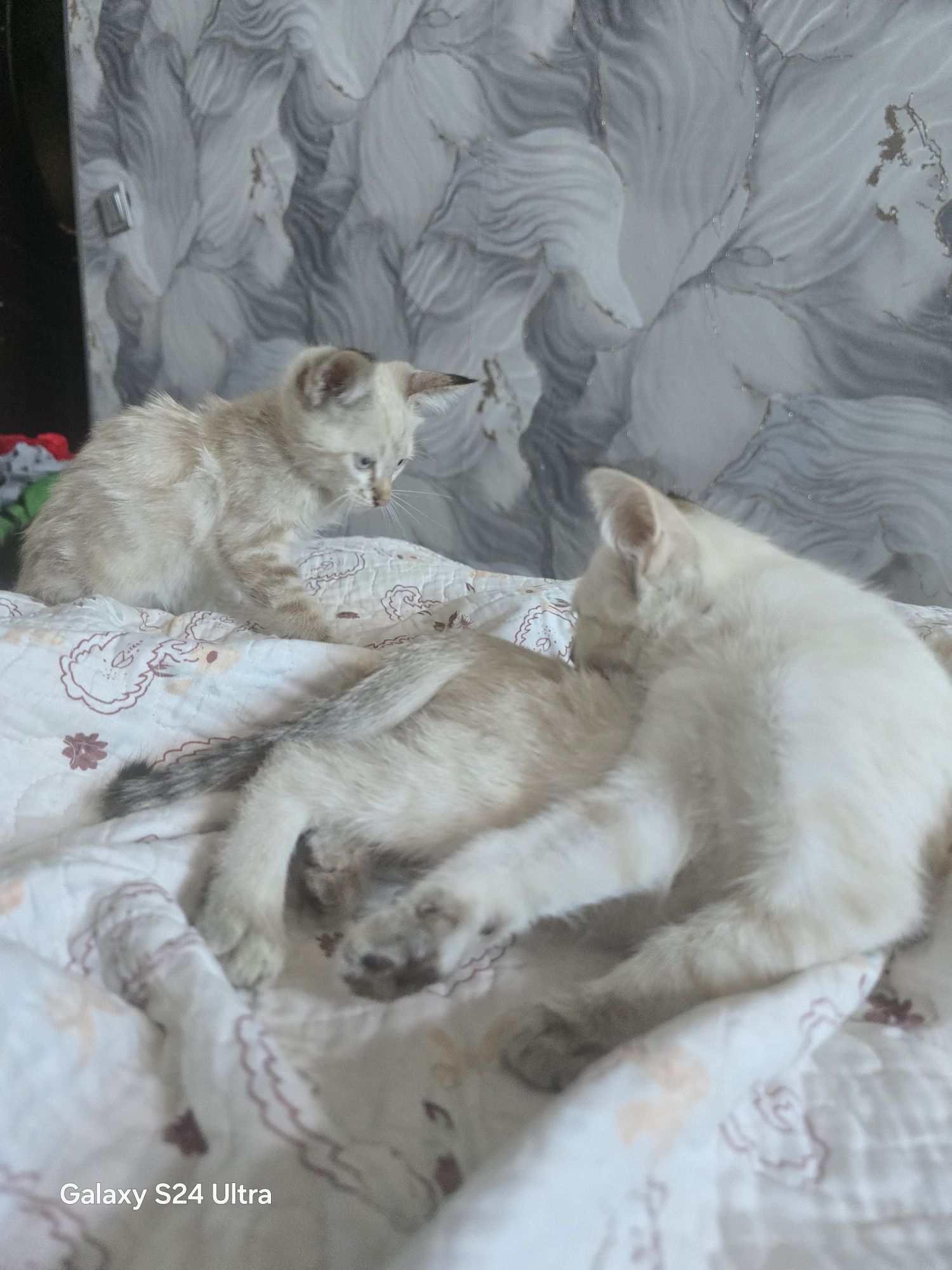 Отдам даром котят 2 месяца, к лотку приучены