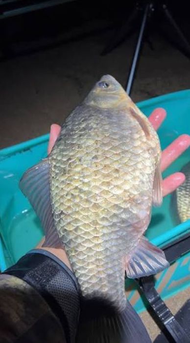 Продам свежую местную рыбу