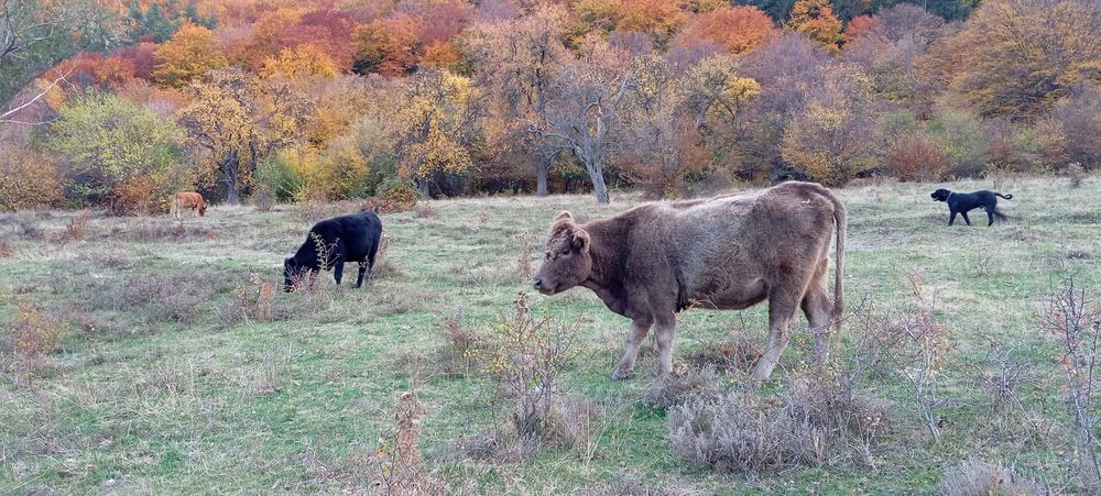 Свободни 15 бр. месодайни крави и юници