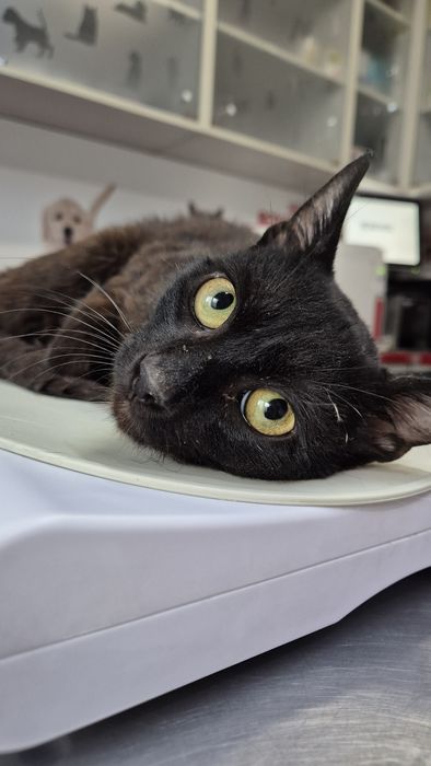 Max motanul cauta familie