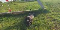 Vand urgent mascul Cane Corso