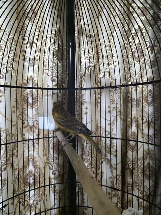 Кнарейка красное дерево