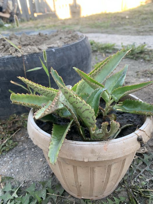 Продам каланхое продам