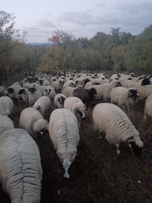 Oi tinere disponibile