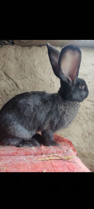 Flandr gigant quyon sotiladi