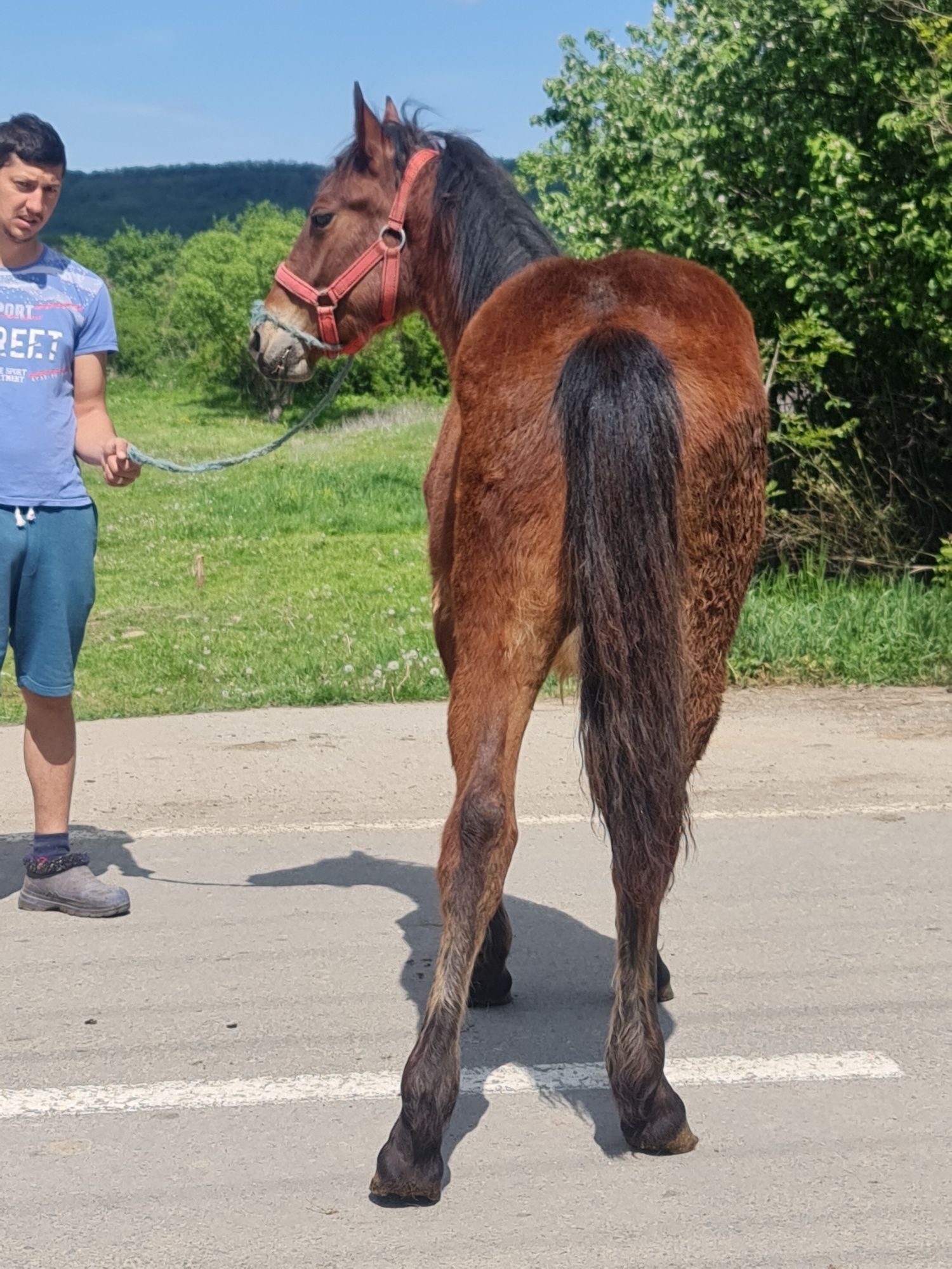 Vând o manza frumoasa