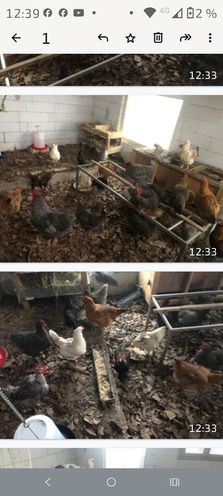 Vind găini, puicute și cocosi.Monaco,Ameraucane,Australorp etc,