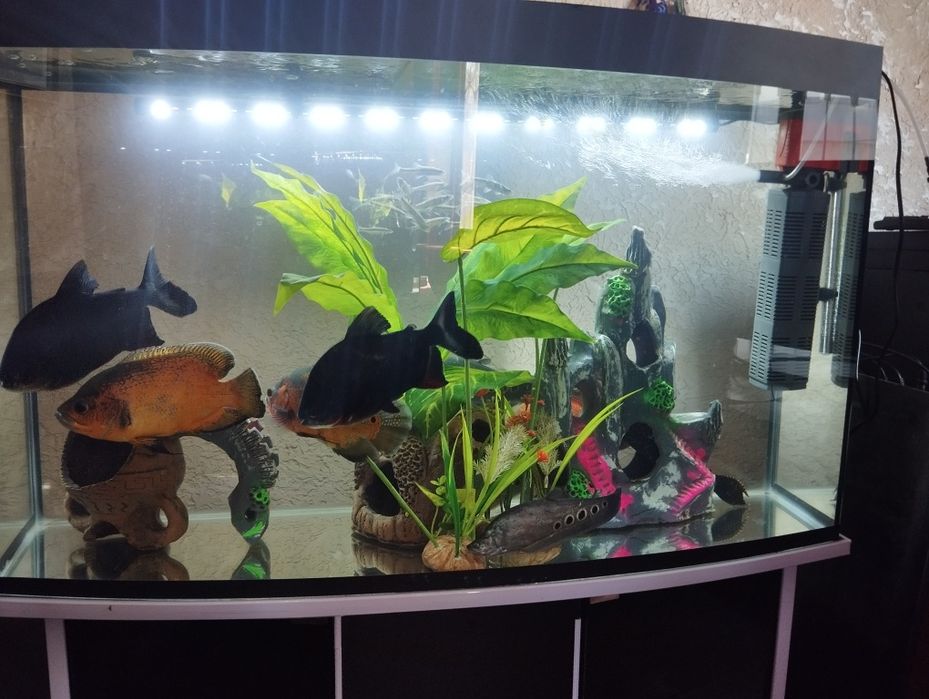 Продаю два аквариума с рыбами 200 л аквариум
