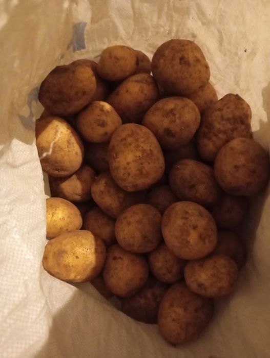 Продам вкусный картофель! 2 мешка