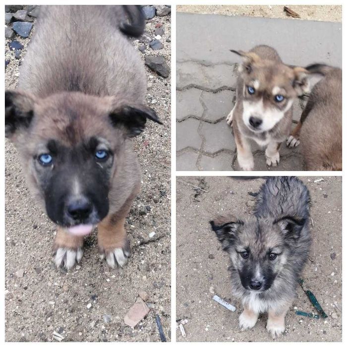 Щенки в добрые руки