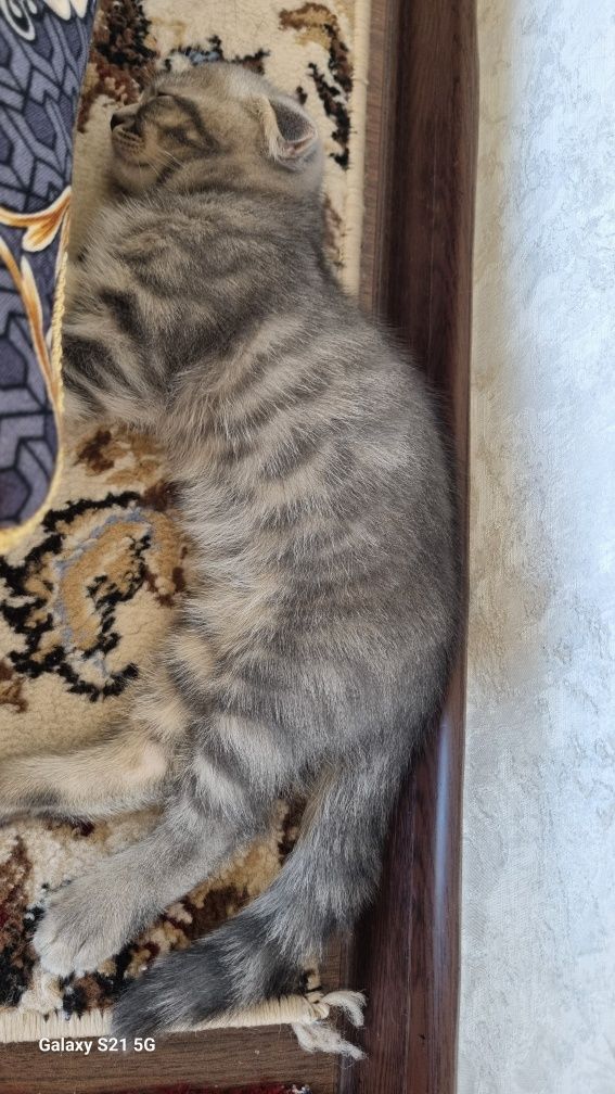 Sotiladi шотландский выслоухий шиншилла