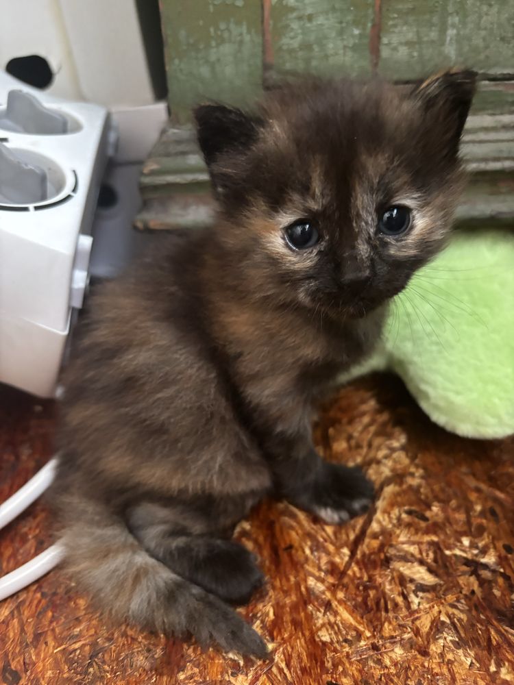 Котята ищут новый дом