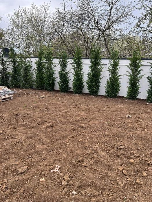 Leylandi cupressus, Livrare gratuita oriunde în Țară