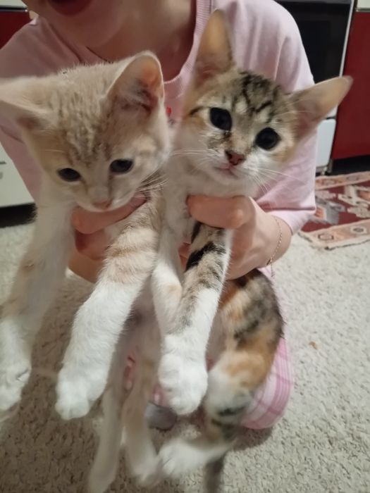 Donez pui de pisica de 2 luni