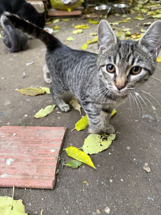 Adopție pisicuțe 3 luni