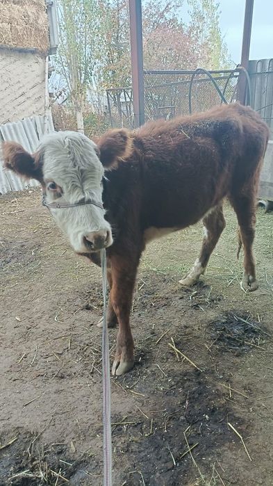 1,5 жасар тайынша сатылады