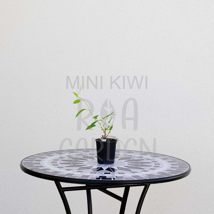 Arbuști fructiferi – Fragi, Goji, Merișor, Mini-Kiwi, Mur, Zmeur