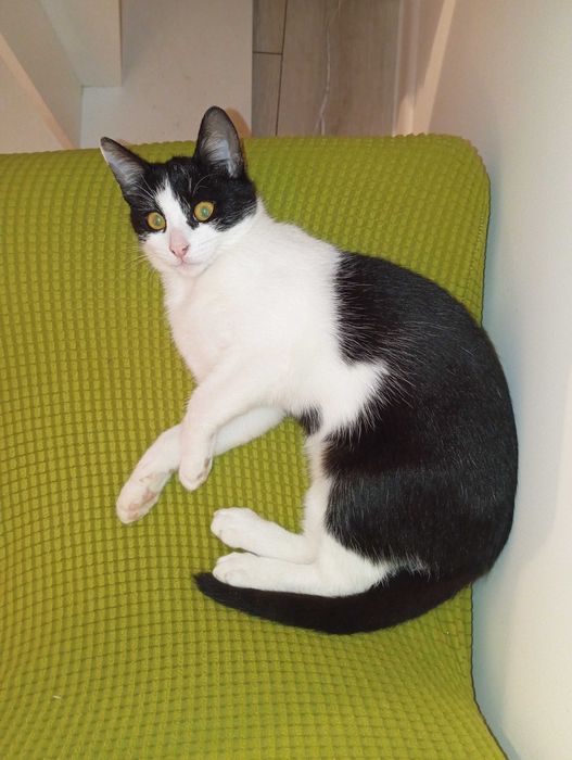 Donez gratis pui pisica spalata, deparazitata, blanda, afectuoasa