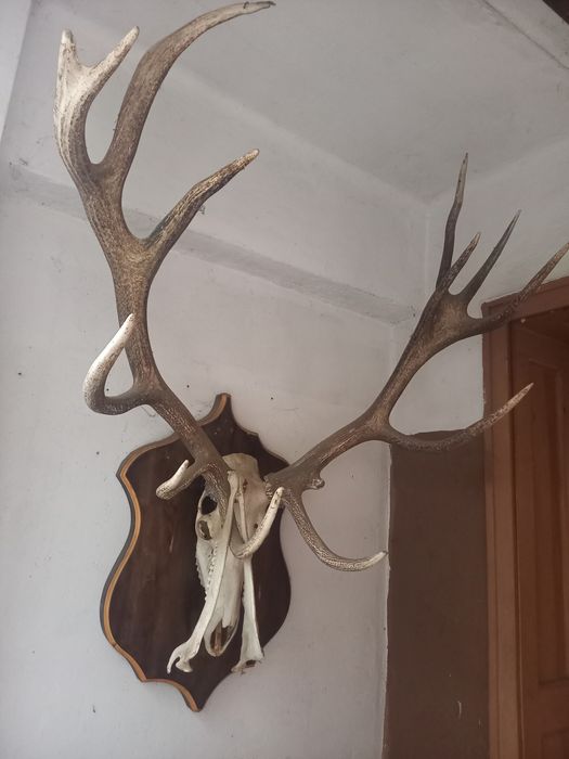 Ловен трофей благороден елен