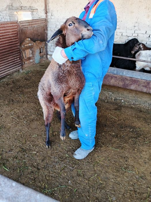 Boqilgan зотли хисори барра