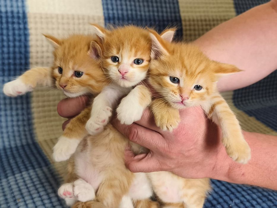 Продам котят породы мейнкун