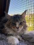 Femela Maine Coon Pedigree parinti campioni