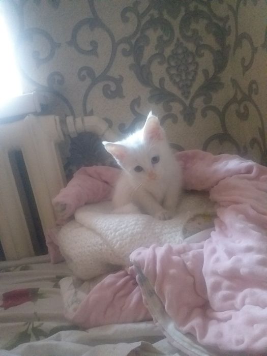 Мейн-кун девочка с разными глазами