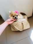 Fetita Pomeranian extra mica pedigree FCI