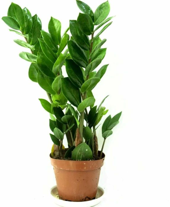 Домашнее растение замиокулькас   не прихотливое