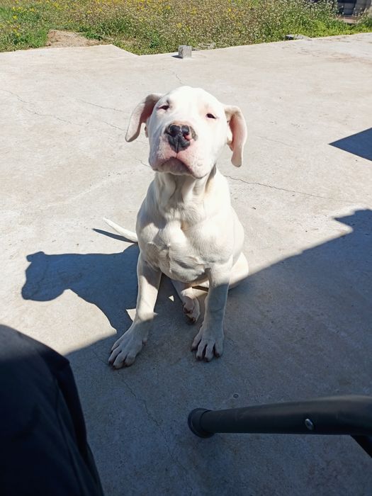 Dog argentinian femelă