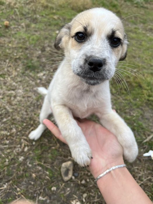 Dau spre adoptie 5 cateluse superbe