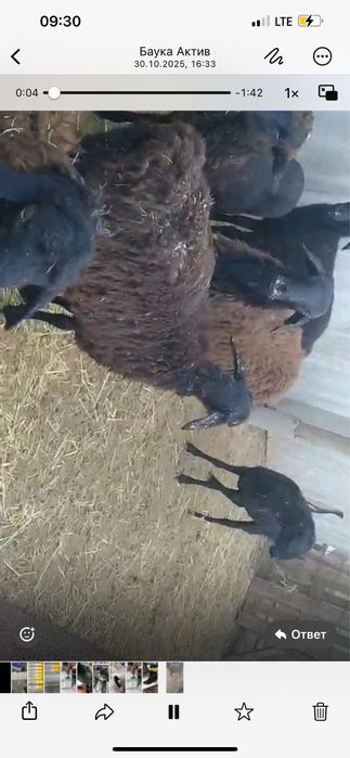 Қой бар ,қой саатылады бордақы.