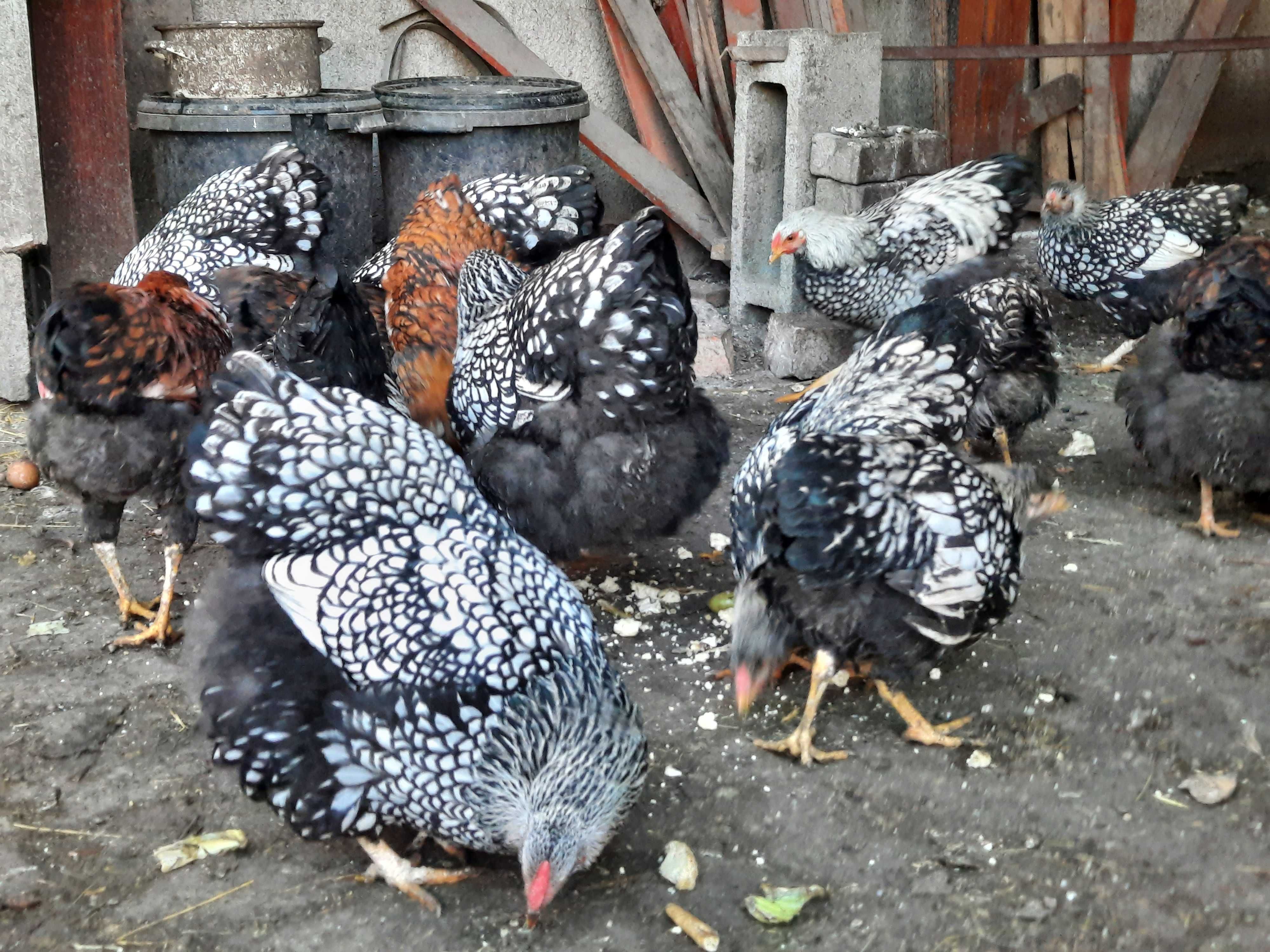 pui wyandotte , araucana, brahma potarnichiu