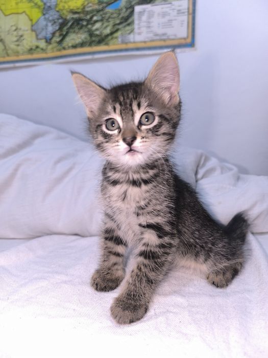 Отдам котика в добрые руки!