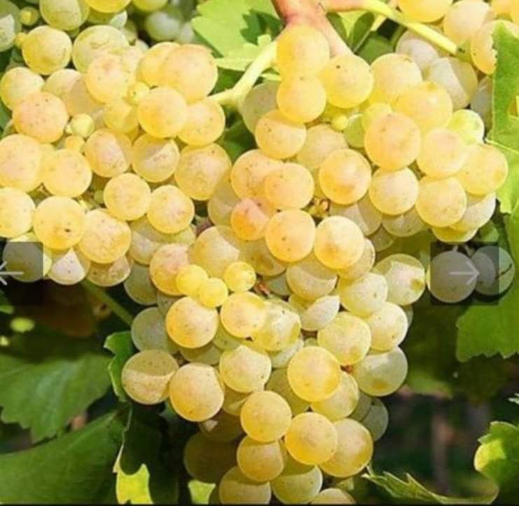 Грозде за Вино и Ракия!-БЕЗПЛАТНО МЕЛЕНЕ!….