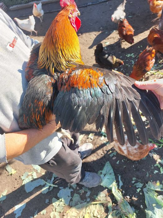 Петли млади 7 месеца