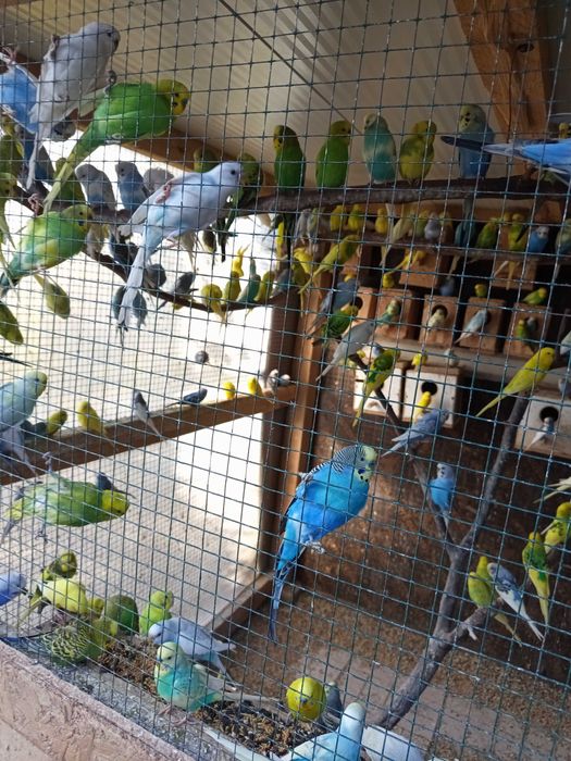 Вълнисти папагали