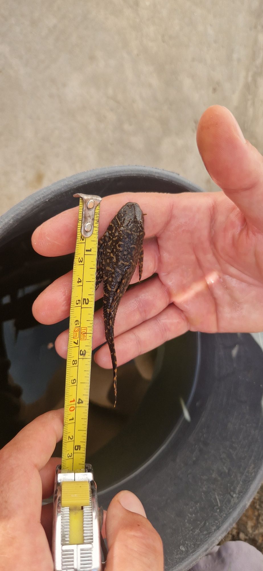 Сомчета Pleco 2бр.