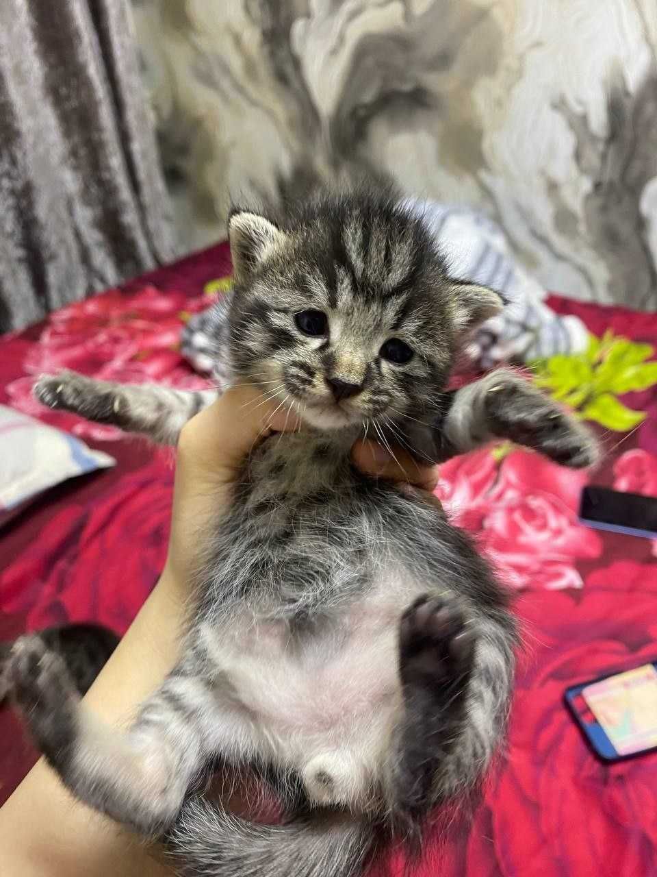 Милые пушистики котята.