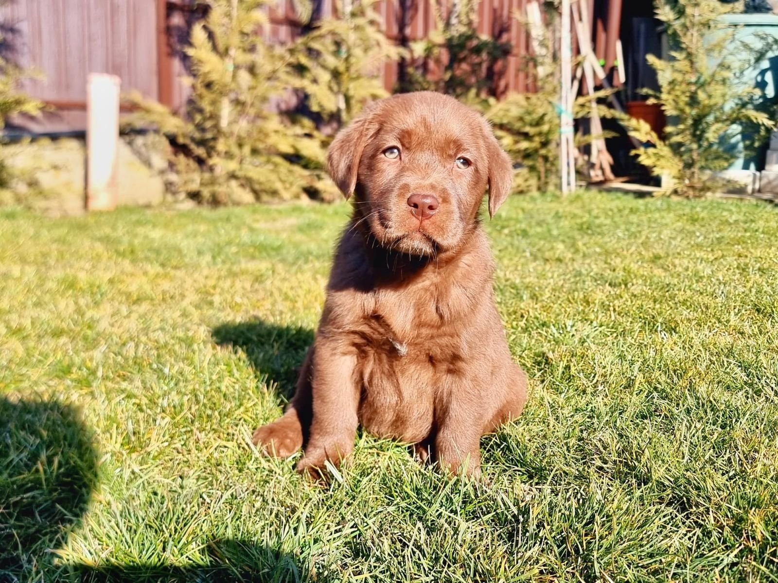 Labrador ciocolatiu