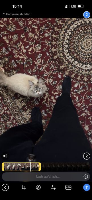 Mushuk yoʻqolgon urganchda topganla gorganla bosa yardamlawbarsa priz