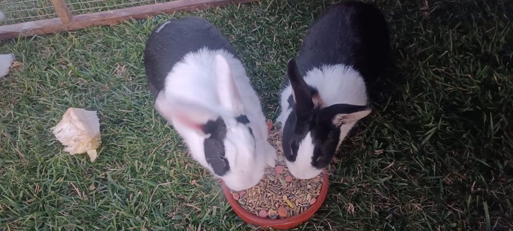 Iepuri olandezi mărime medie