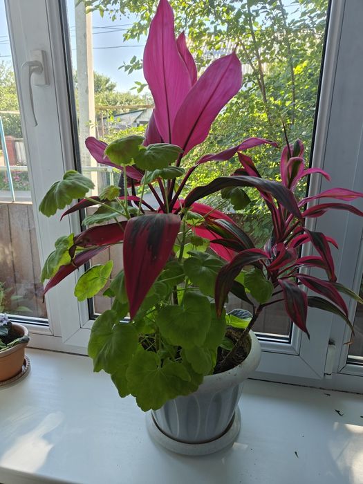 комнатные и садовые растения