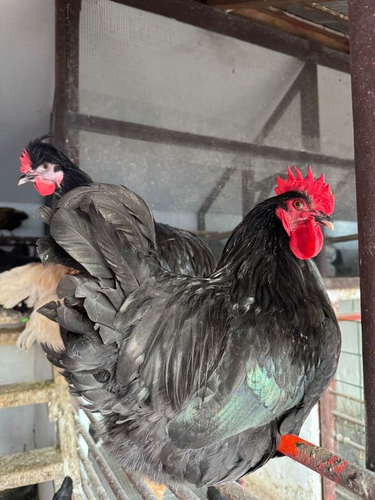 Cocoși de rasă – Moțați, Wyandotte, Ameraucana, Păduană, Australorp